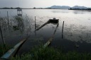 西の湖 下豊浦 安土町 蒲生郡