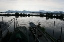 西の湖 下豊浦 安土町 蒲生郡