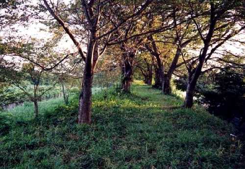 血原養水堤防 浅井町 滋賀
