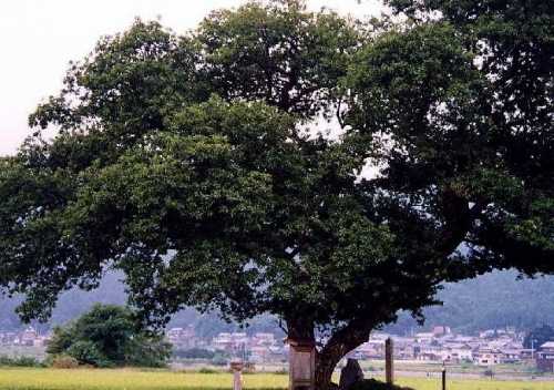 羽衣の木 余呉 滋賀