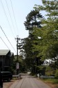 松並木 梓河内 米原市 滋賀県