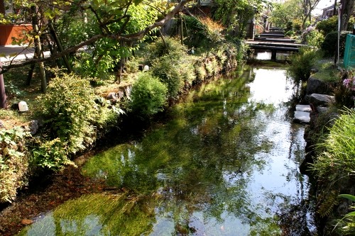 地蔵川（バイカモ・ハリヨ生息地） 醒井 米原市 滋賀県
