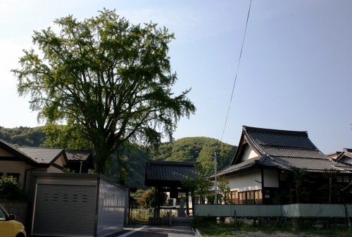 了徳寺・お葉付き銀杏 醒井 米原市 滋賀県