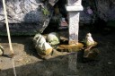 泡子塚・西行水 醒井 米原市 滋賀県