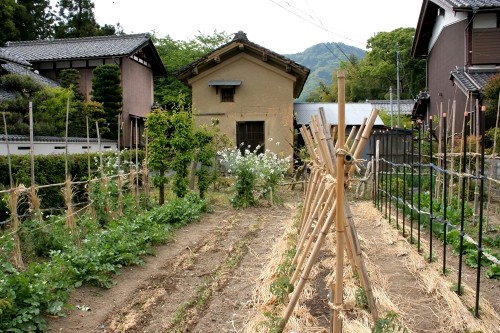 民家畑 三吉 米原市 滋賀県