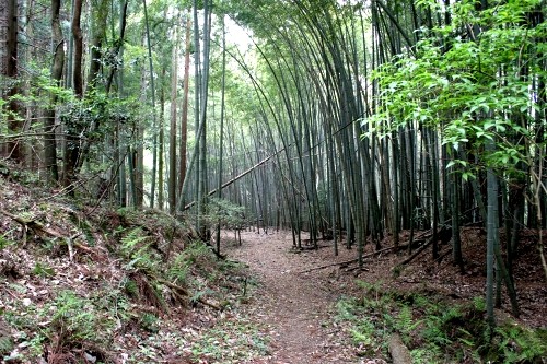 旧中山道(摺針峠道) 甲田 町 彦根市 滋賀県