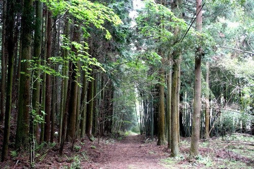 旧中山道（摺針峠道） 甲田 町 彦根市 滋賀県