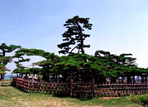 唐崎の松 大津 滋賀