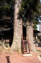 子宝の杉 修善寺 伊豆市 静岡県