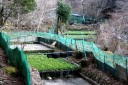 わさび田 湯ヶ島 伊豆市 静岡県