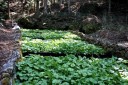 わさび田（踊子歩道） 梨本 河津町 賀茂郡 静岡県