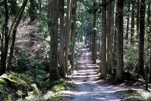 宗太郎園地（踊子歩道） 梨本 河津町 賀茂郡 静岡県