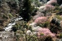 河津川 梨本 河津町 賀茂郡 静岡県
