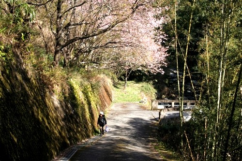 川横 梨本 河津町 賀茂郡 静岡県