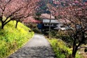旧下田街道 梨本 河津町 賀茂郡 静岡県