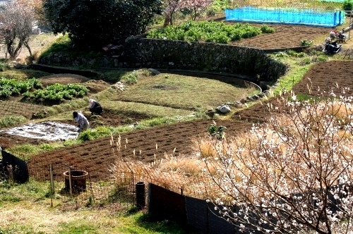 小鍋 河津町 賀茂郡 静岡県