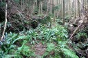 旧下田街道 小鍋 河津町 賀茂郡 静岡県