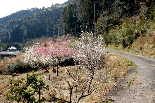 旧下田街道 須原 下田市 静岡県
