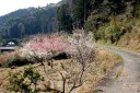 旧下田街道 須原 下田市 静岡県