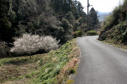 旧下田街道・子安地蔵 須原 下田市 静岡県