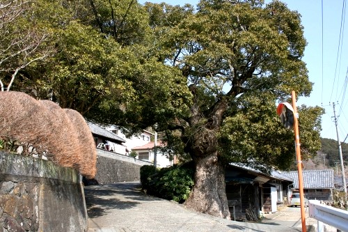 大クス・旧下田街道 北ノ沢 須原 下田市 静岡県
