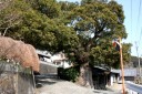大クス・旧下田街道 北ノ沢 須原 下田市 静岡県