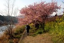 河津桜まつり 笹原 河津町 賀茂郡 静岡県