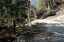 二本杉峠道 湯ヶ島 伊豆市 静岡県