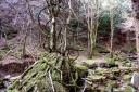 二本杉峠道 湯ヶ島 伊豆市 静岡県