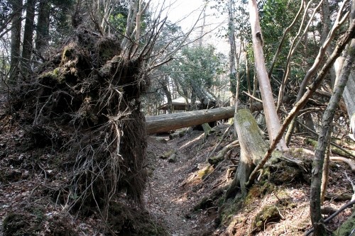 二本杉峠道 湯ヶ島 伊豆市 静岡県