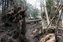 二本杉峠道 湯ヶ島 伊豆市 静岡県