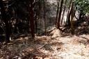 二本杉峠道 梨本 河津町 賀茂郡 静岡県