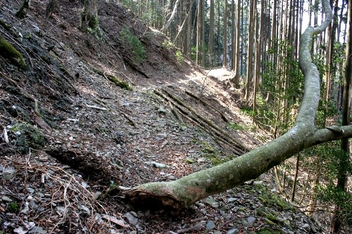 二本杉峠道 梨本 河津町 賀茂郡 静岡県