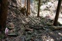 二本杉峠道 梨本 河津町 賀茂郡 静岡県