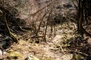 二本杉峠道 梨本 河津町 賀茂郡 静岡県