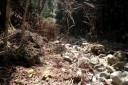 二本杉峠道 梨本 河津町 賀茂郡 静岡県
