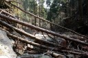 二本杉峠道 梨本 河津町 賀茂郡 静岡県