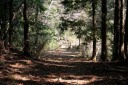 二本杉峠道終点 梨本 河津町 賀茂郡 静岡県