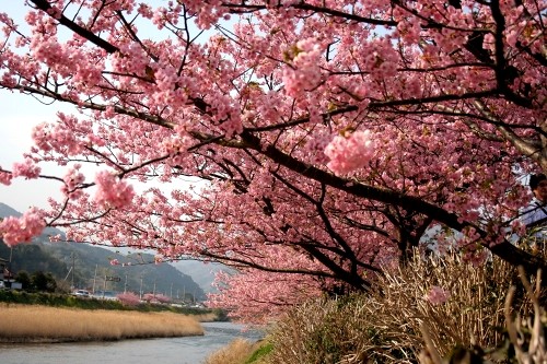 河津桜祭り 笹原 河津町 賀茂郡 静岡県