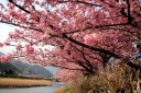 河津桜祭り 笹原 河津町 賀茂郡 静岡県