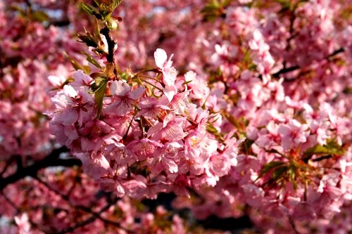 河津桜 河津町 賀茂郡 静岡県