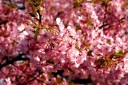 河津桜 河津町 賀茂郡 静岡県