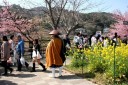 河津桜まつり 笹原 河津町 賀茂郡 静岡県