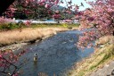 河津桜まつり 笹原 河津町 賀茂郡 静岡県