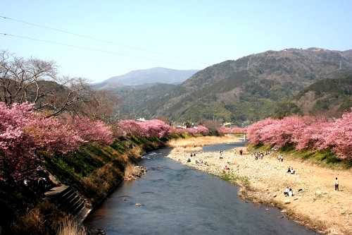河津桜まつり 笹原 河津町 賀茂郡 静岡県