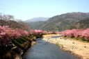 河津桜まつり 笹原 河津町 賀茂郡 静岡県