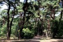 気比の松原 松島町 敦賀市 福井県