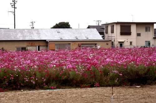コスモス畑 杉山町天津 豊橋市 愛知県