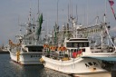 いか釣船団 大間漁港 大間 大間町 下北郡 青森県