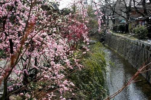 哲学の道 左京区 京都市